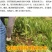 菊苣草种籽多年生养殖大叶猪牛羊鸡鸭鹅兔鱼草高产畜牧草种子