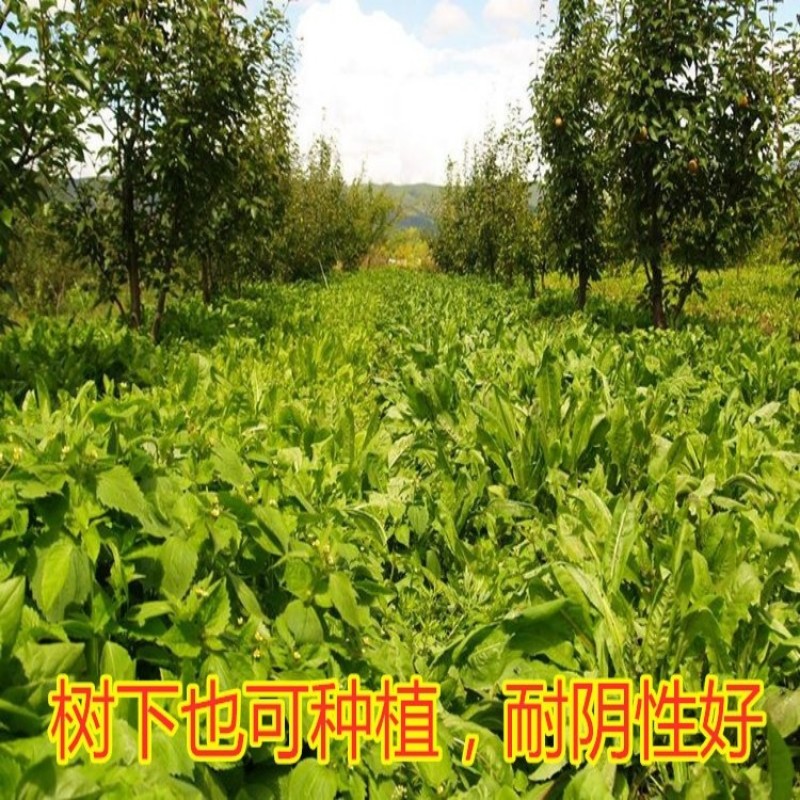 菊苣草种籽多年生养殖大叶猪牛羊鸡鸭鹅兔鱼草高产畜牧草种子