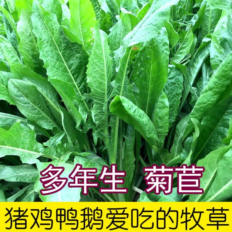 菊苣草种籽多年生养殖大叶猪牛羊鸡鸭鹅兔鱼草高产畜牧草种子