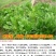 菊苣草种籽多年生养殖大叶猪牛羊鸡鸭鹅兔鱼草高产畜牧草种子