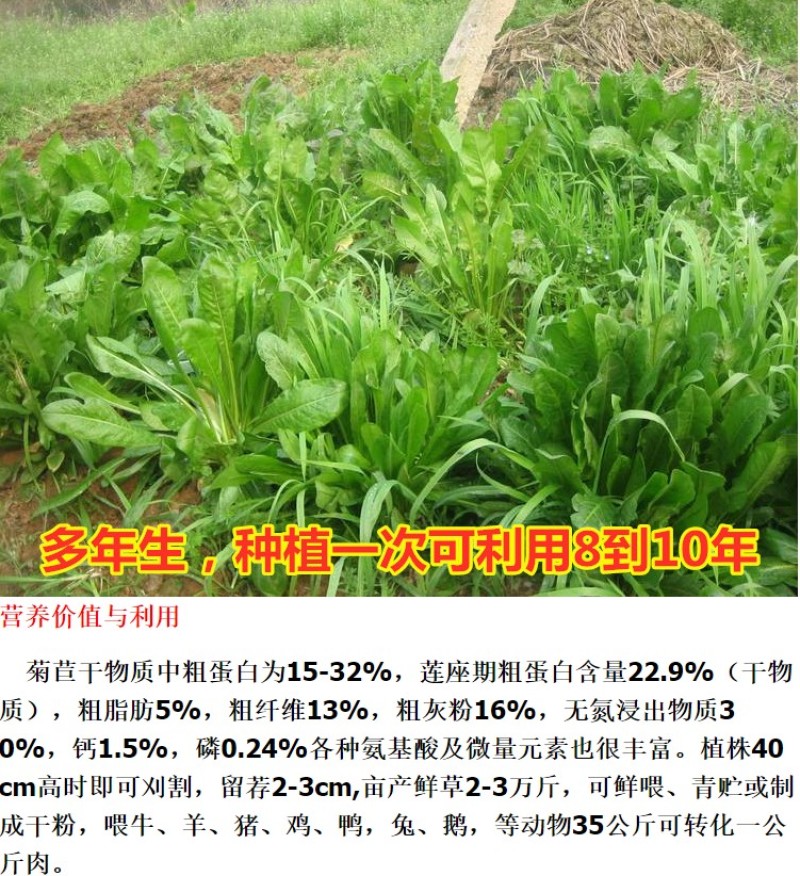 菊苣草种籽多年生养殖大叶猪牛羊鸡鸭鹅兔鱼草高产畜牧草种子