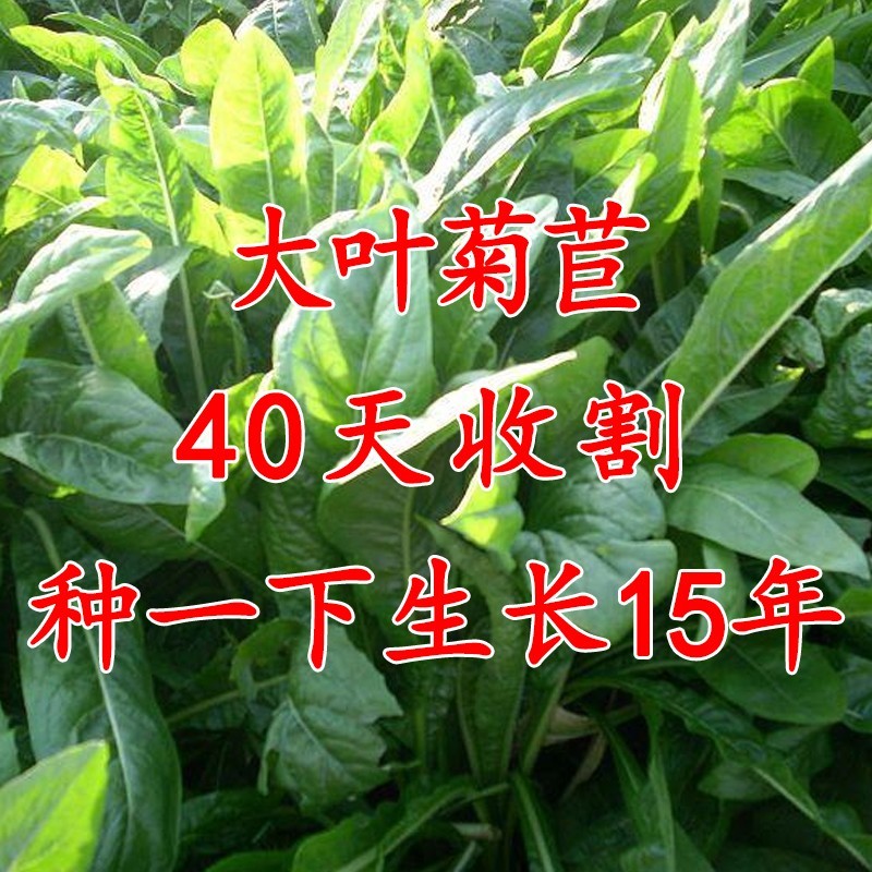 菊苣草种籽多年生养殖大叶猪牛羊鸡鸭鹅兔鱼草高产畜牧草种子