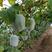 一串铃4号冬瓜种子春播早熟高桩节间短丰产有白粉小冬瓜籽
