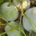 一串铃4号冬瓜种子春播早熟高桩节间短丰产有白粉小冬瓜籽