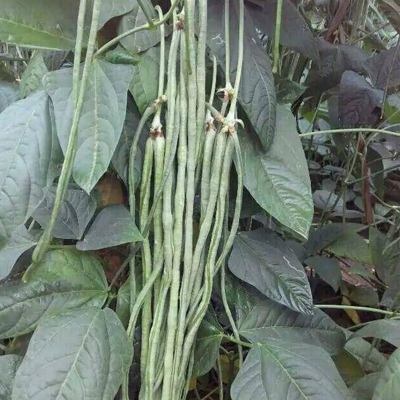 龙泉7号长豆角种子豇豆早熟无鼠尾耐热不鼓豆抗老化