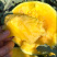 礼品小西瓜种子早熟黄肉皮薄甜度14座果率高基地品种