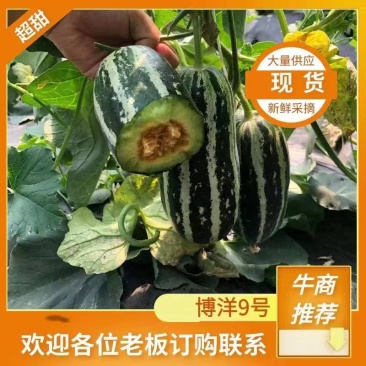 甜瓜一件代发博洋9号甜瓜原产地直销现摘现发招商对接平台