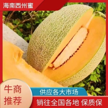 甜瓜香瓜网纹瓜晓蜜25哈密瓜爽口脆甜现摘当季水果