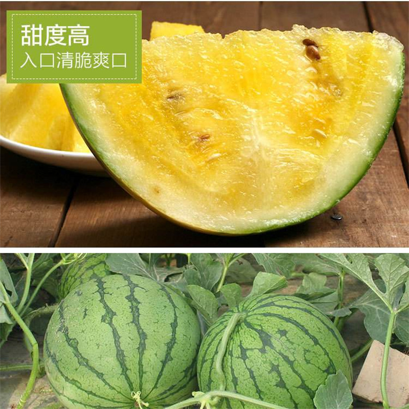 景丰珍珠2号西瓜种子礼品西瓜种子黄瓤西瓜种子甜脆薄皮黄肉