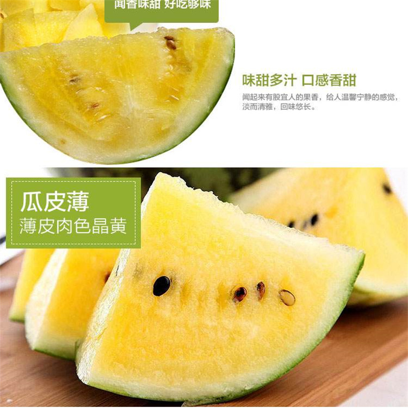景丰珍珠2号西瓜种子礼品西瓜种子黄瓤西瓜种子甜脆薄皮黄肉