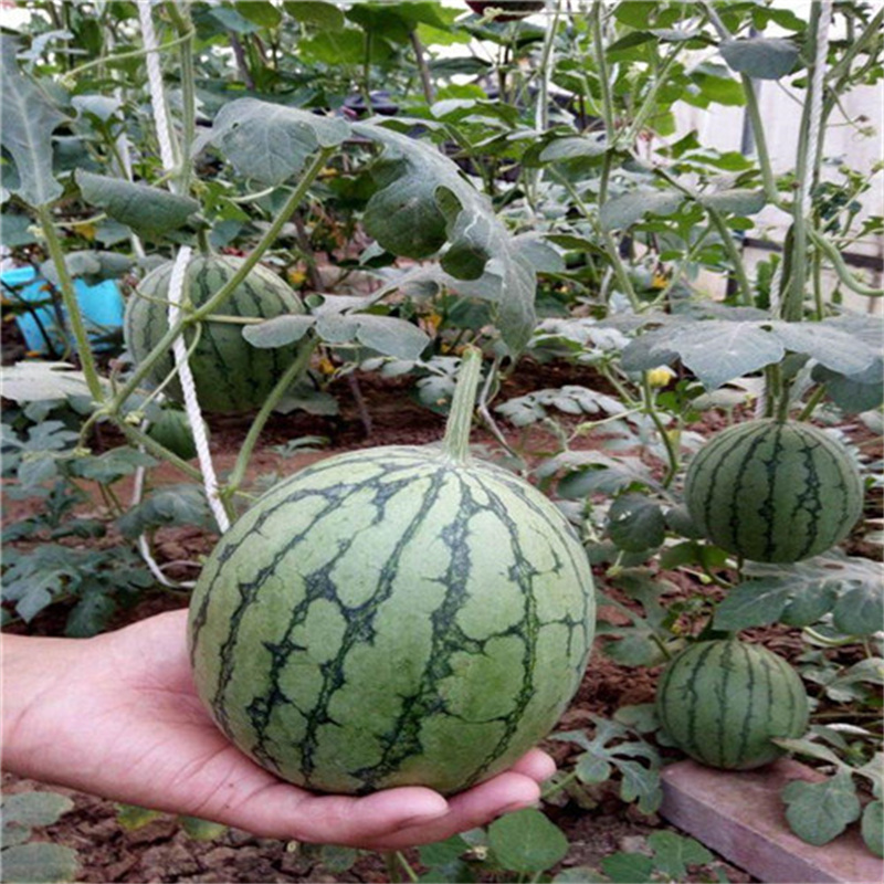 景丰珍珠2号西瓜种子礼品西瓜种子黄瓤西瓜种子甜脆薄皮黄肉