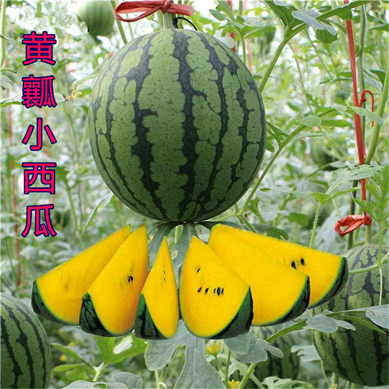 景丰珍珠2号西瓜种子礼品西瓜种子黄瓤西瓜种子甜脆薄皮黄肉