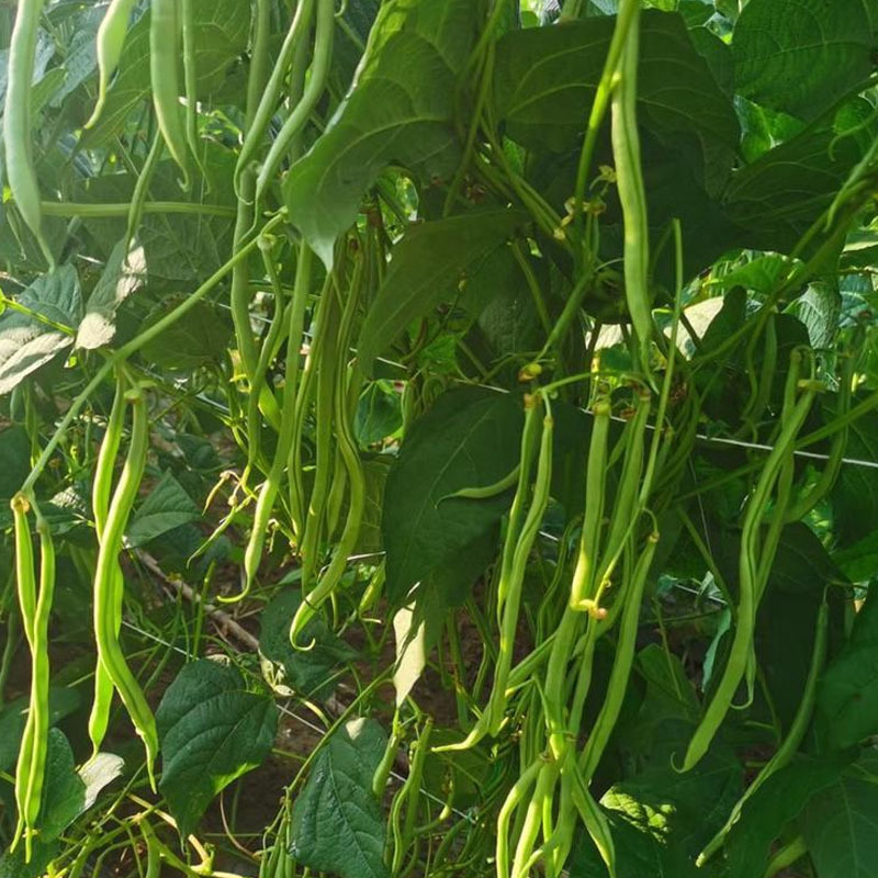 无筋豆豆架豆王种子