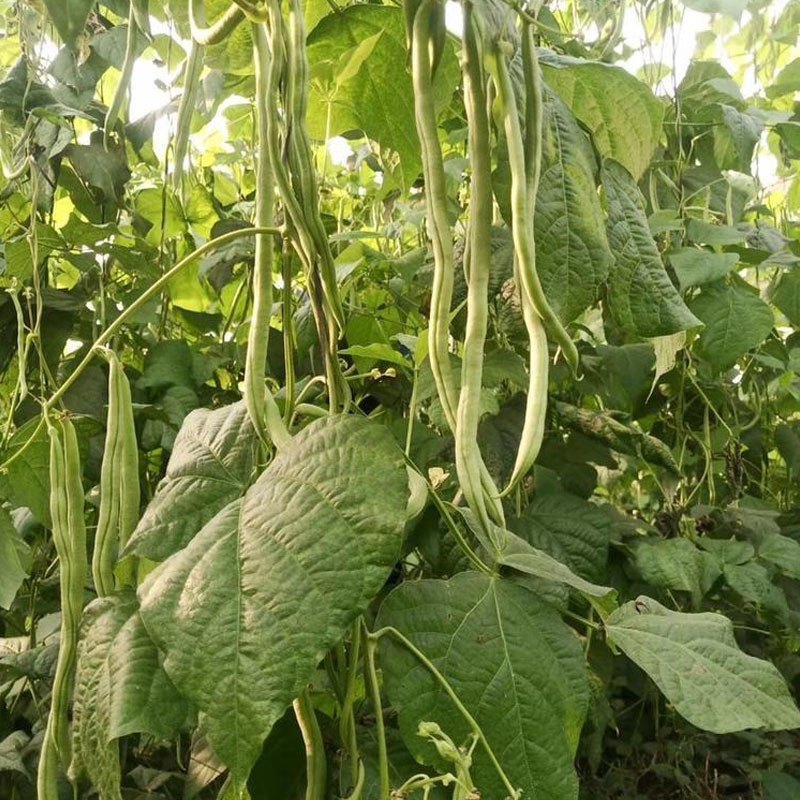 无筋豆豆架豆王种子