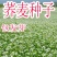 荞麦种子四季食用甜苦荞麦三角麦花荞乌麦蜜源植物芽苗菜种子