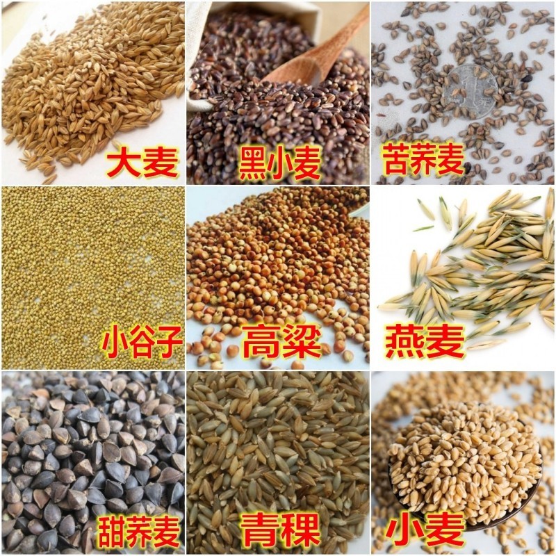荞麦种子四季食用甜苦荞麦三角麦花荞乌麦蜜源植物芽苗菜种子