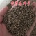 荞麦种子四季食用甜苦荞麦三角麦花荞乌麦蜜源植物芽苗菜种子