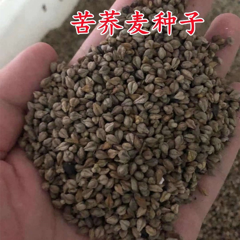 荞麦种子四季食用甜苦荞麦三角麦花荞乌麦蜜源植物芽苗菜种子