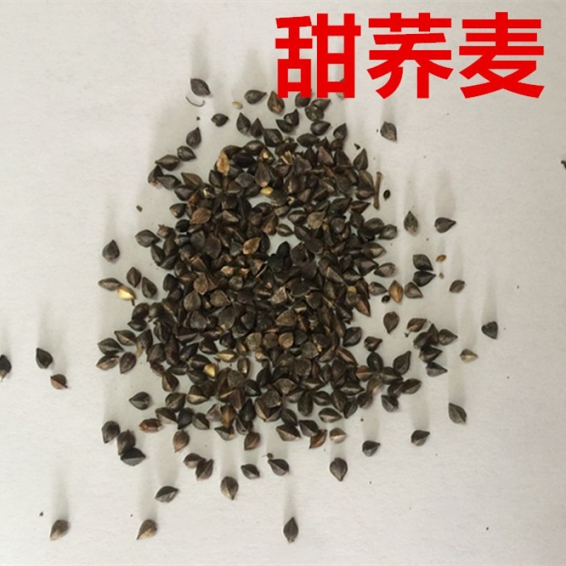 荞麦种子四季食用甜苦荞麦三角麦花荞乌麦蜜源植物芽苗菜种子