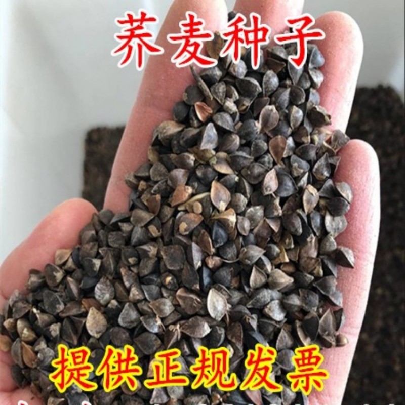 荞麦种子四季食用甜苦荞麦三角麦花荞乌麦蜜源植物芽苗菜种子