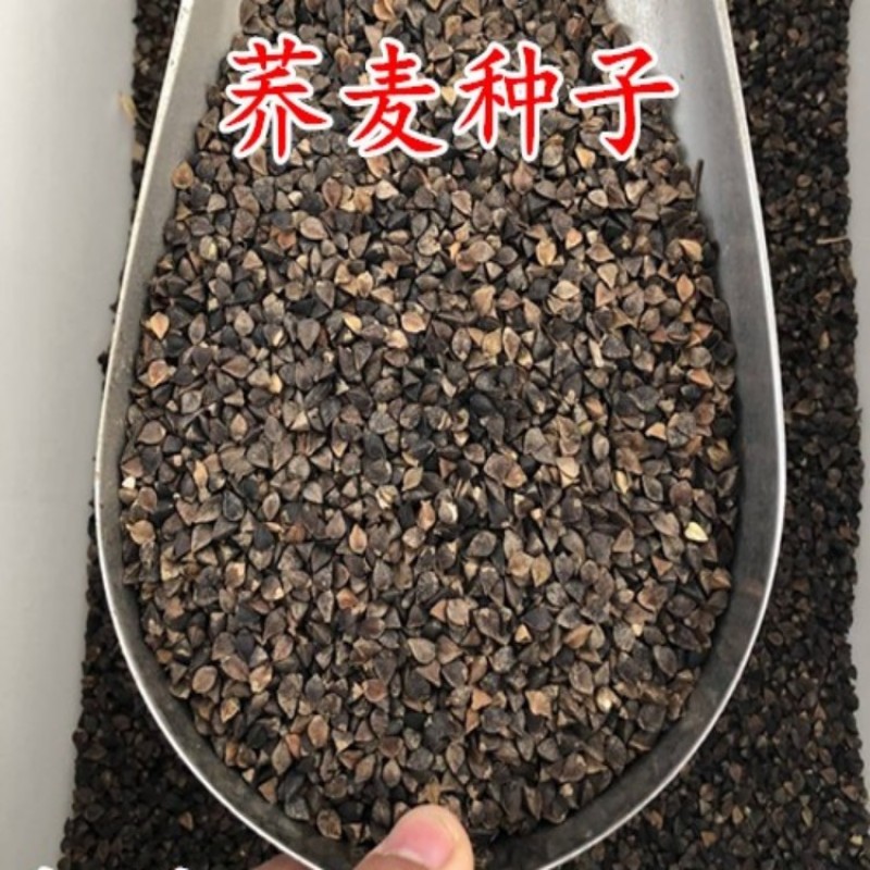 荞麦种子四季食用甜苦荞麦三角麦花荞乌麦蜜源植物芽苗菜种子