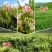 荞麦种子四季食用甜苦荞麦三角麦花荞乌麦蜜源植物芽苗菜种子