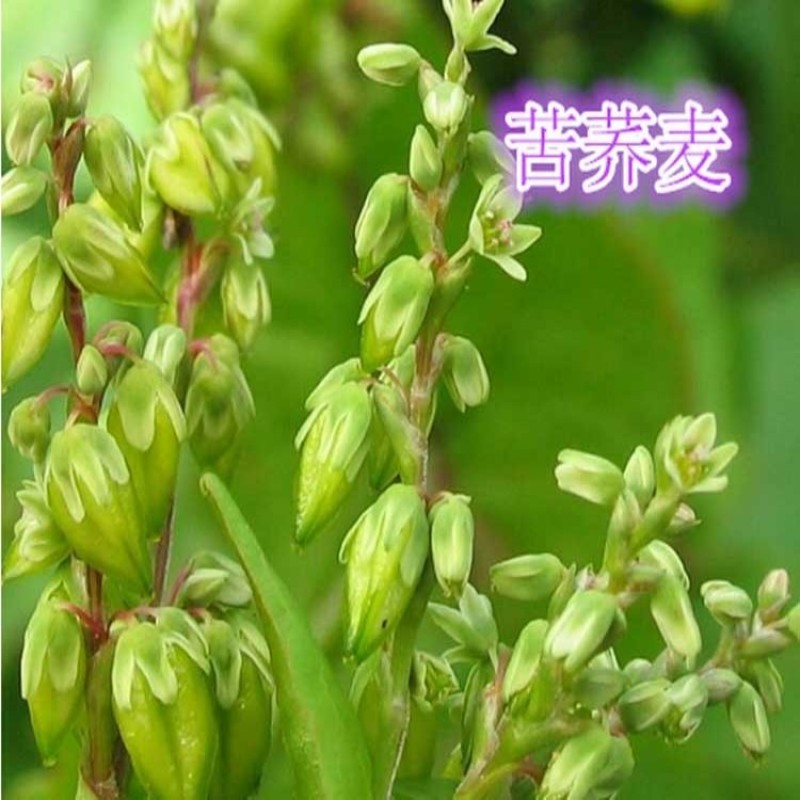 荞麦种子四季食用甜苦荞麦三角麦花荞乌麦蜜源植物芽苗菜种子