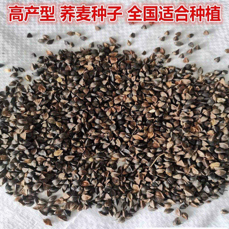 荞麦种子四季食用甜苦荞麦三角麦花荞乌麦蜜源植物芽苗菜种子