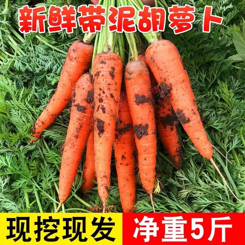 新鲜蔬菜水果农家自种现挖带泥水果胡萝卜新鲜现挖红萝卜