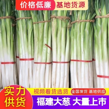 福建大葱，长白大葱大量供应，货源充足，对接大型批发
