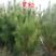新采黑松种子苗木行道树种子油松马尾松种子松树林木绿化苗种