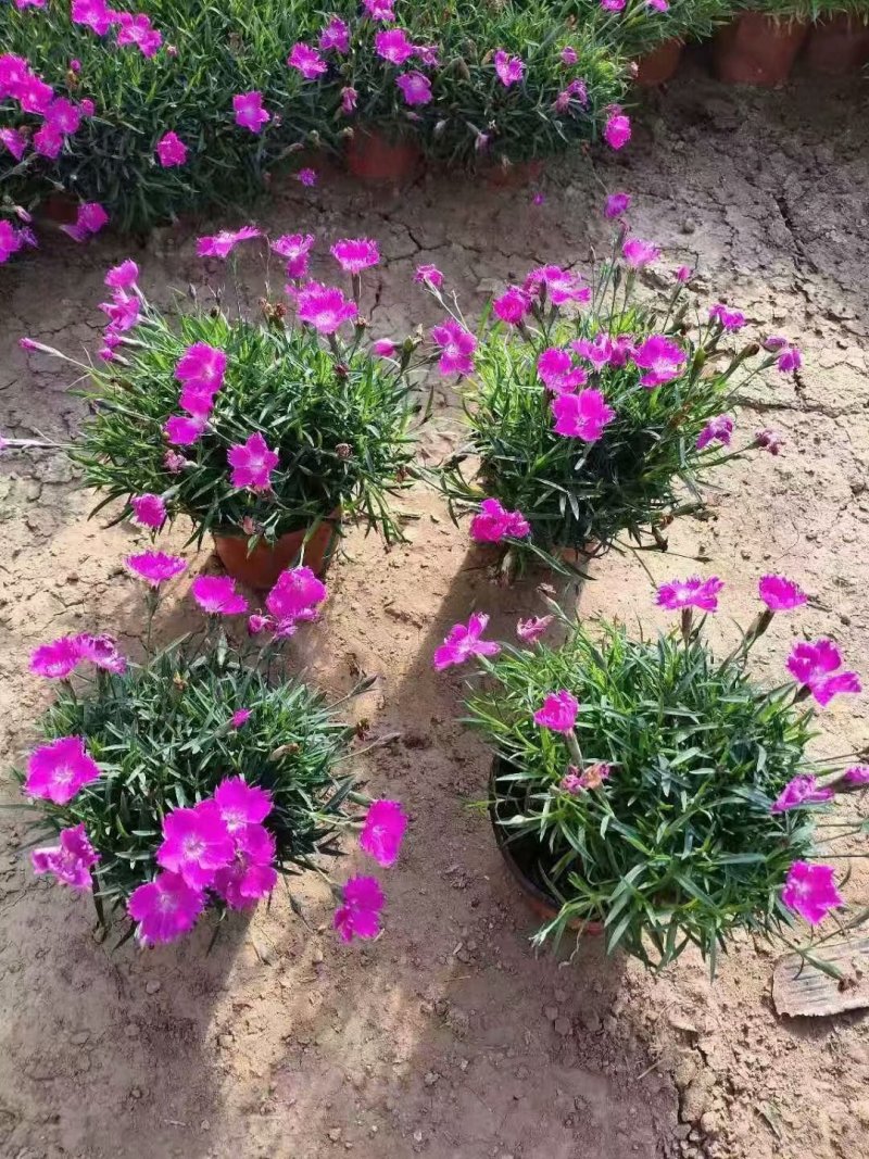 欧石竹批发基地