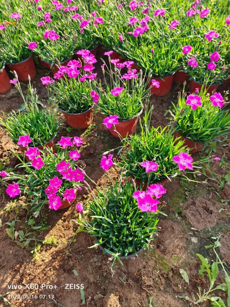 欧石竹基地