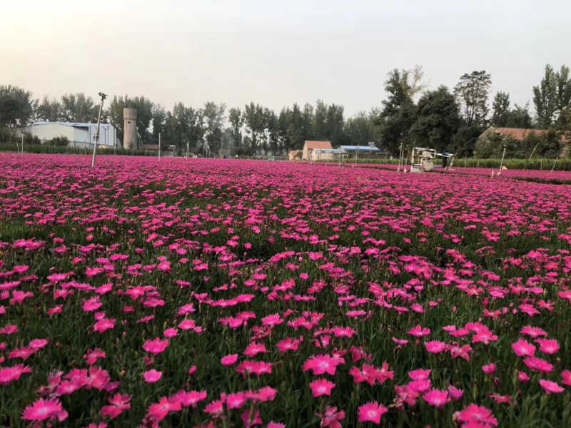欧石竹基地