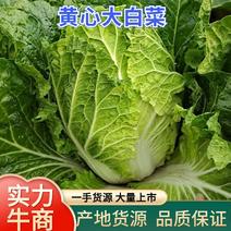 【精品】云南精品黄心大白菜，质量保证，全国各地发货
