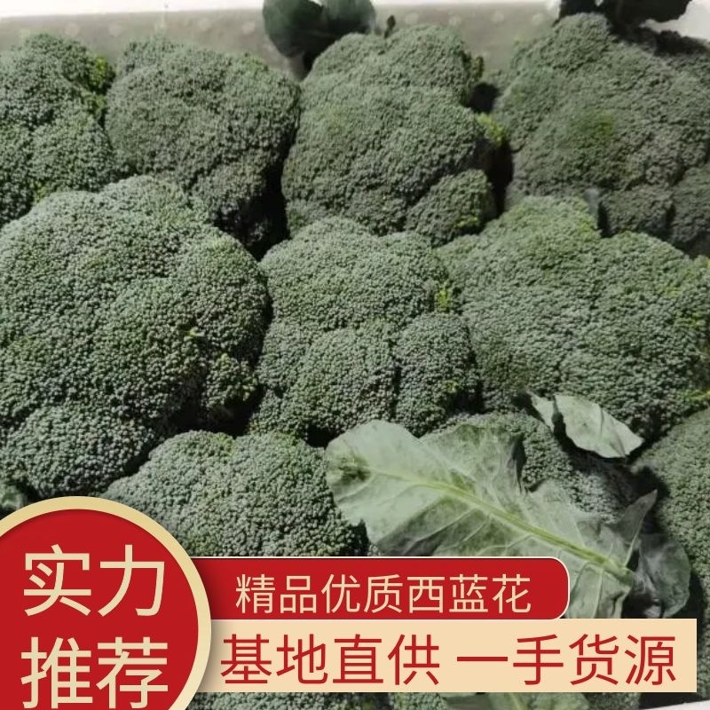 【优质】西兰花产地直发量大从优坏单包赔全国发货