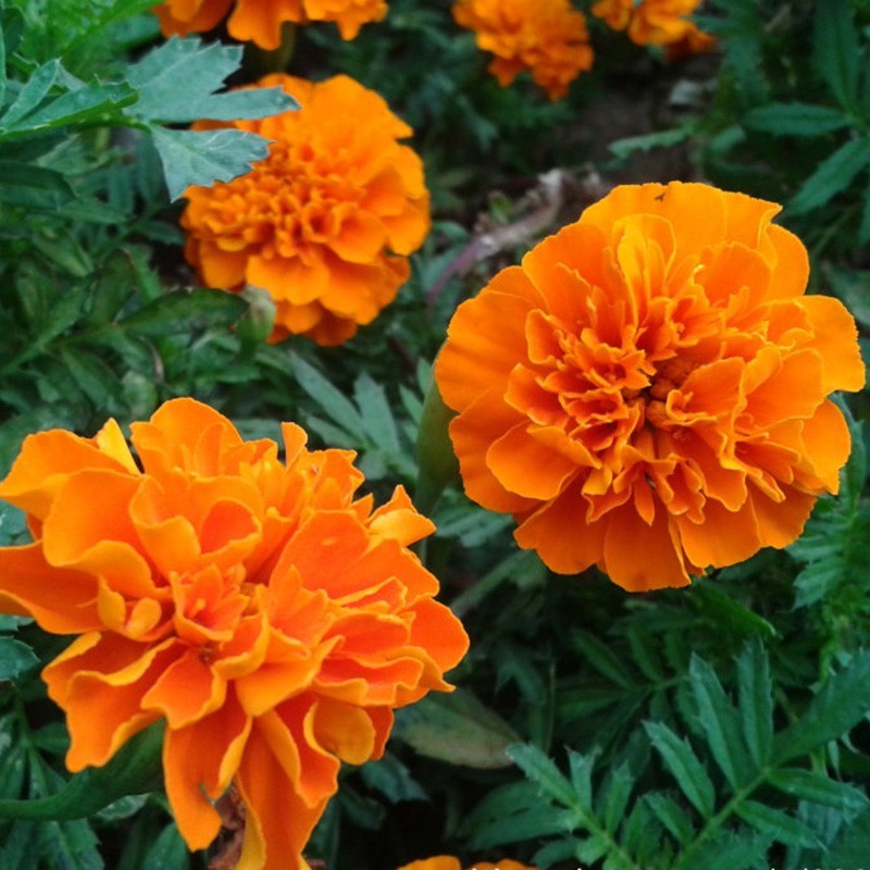 孔雀草种子耐寒四季播种开花庭院景观花卉花海花草易活鲜花种