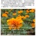 孔雀草种子耐寒四季播种开花庭院景观花卉花海花草易活鲜花种