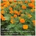 孔雀草种子耐寒四季播种开花庭院景观花卉花海花草易活鲜花种
