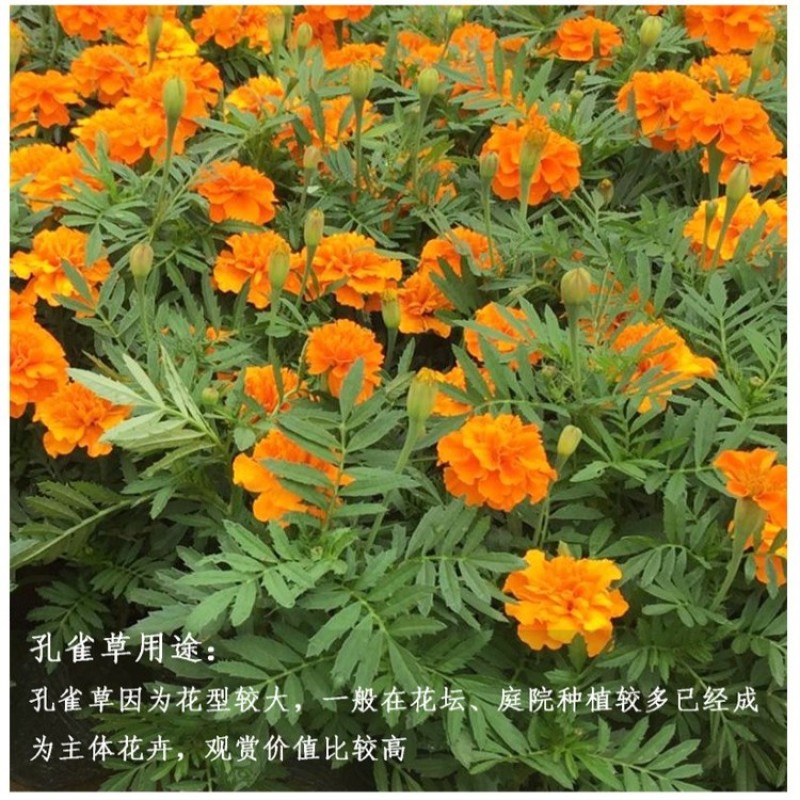 孔雀草种子耐寒四季播种开花庭院景观花卉花海花草易活鲜花种