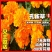 孔雀草种子耐寒四季播种开花庭院景观花卉花海花草易活鲜花种