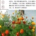 孔雀草种子耐寒四季播种开花庭院景观花卉花海花草易活鲜花种