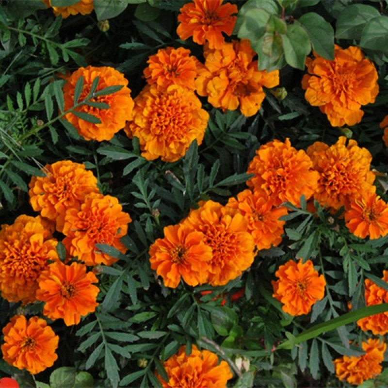 孔雀草种子耐寒四季播种开花庭院景观花卉花海花草易活鲜花种