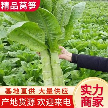 【牛商推荐】精品莴笋大量有货，欢迎各位老板下单