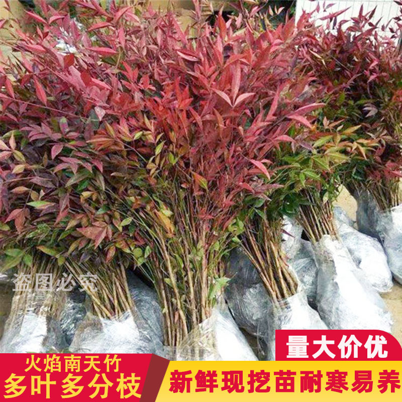 火焰南天竹盆栽老桩树苗水养庭院南天竹马醉木室内客厅阳台植