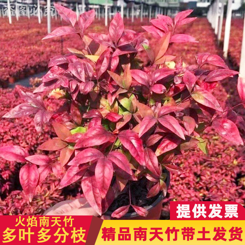 火焰南天竹盆栽老桩树苗水养庭院南天竹马醉木室内客厅阳台植