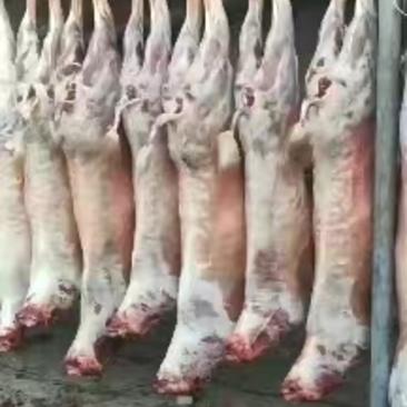 鲁北畜产品肉羊养殖基地一手货源保质保量常年批发羊白条