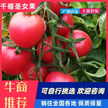 【推荐】圣女果15g以上一手货源大量上市全国发货