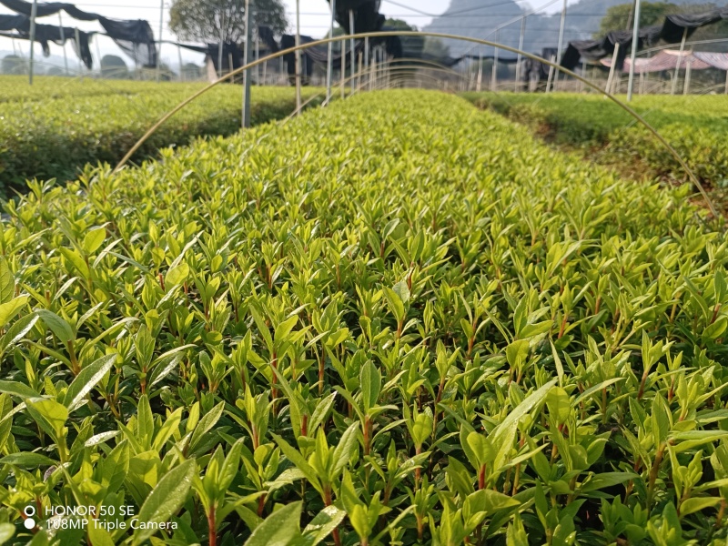 【杜鹃苗】广西荔浦杜鹃小苗基地直供货源充足欢迎咨询