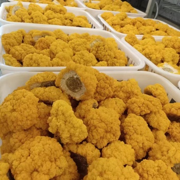 平价金耳菌鲜品
